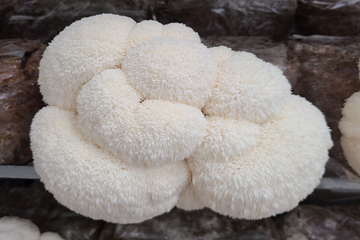 Why Fruiting Body Matters