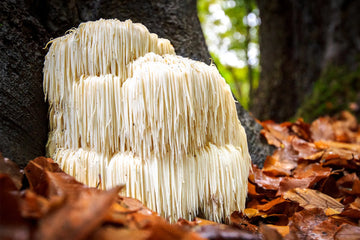 The Benefits of Lion’s Mane