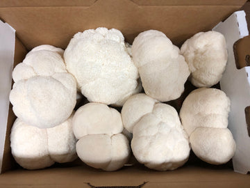 Lion’s Mane Mushroom (Water Extract)