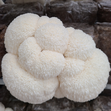 Why Fruiting Body Matters