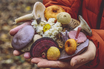 A Day in the Life: A Daily Lion’s Mane Ritual for Focus and Clarity