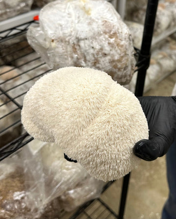 What exactly is Lions Mane?